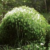 Goldene Frauenhaar-Moos